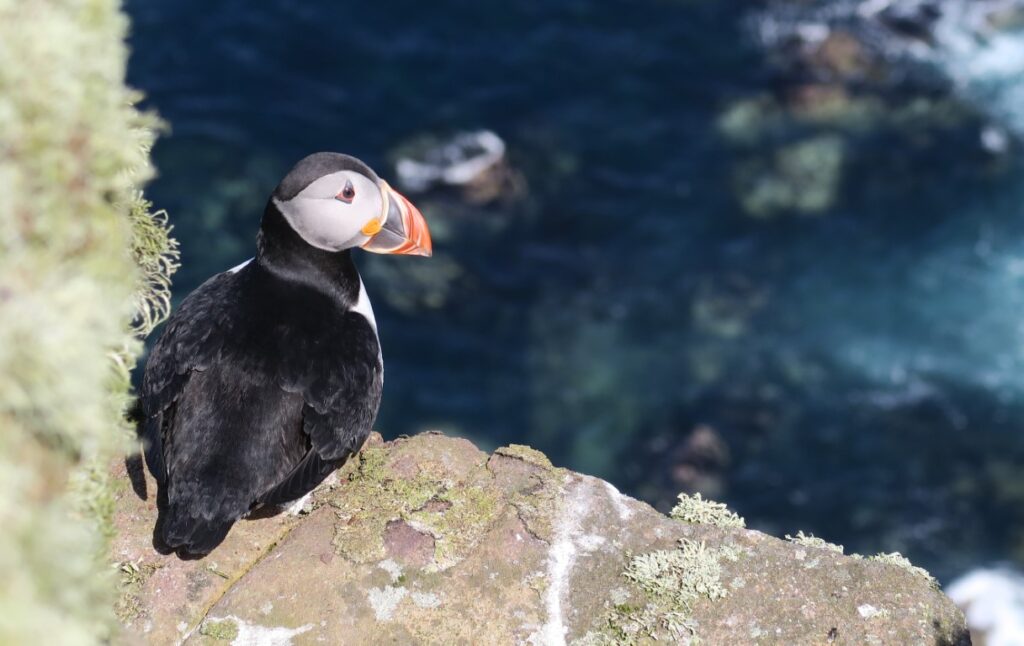 Puffin on Handa Island