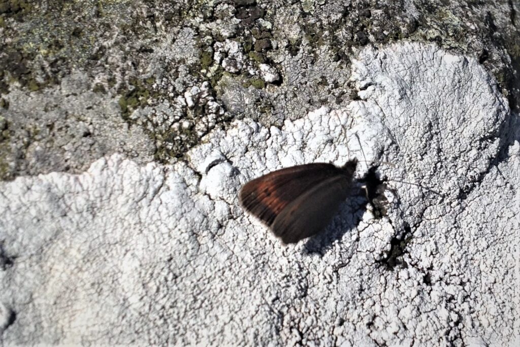 The rare Mountain Ringlet butterfly